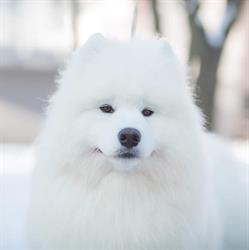Frozen Demon - Hodowla Psów Rasy Samoyed ZKWP FCI Samoyeds Kennel, Siewierz godziny otwarcia