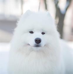 Frozen Demon - Hodowla Psów Rasy Samoyed ZKWP FCI Samoyeds Kennel, Siewierz godziny otwarcia