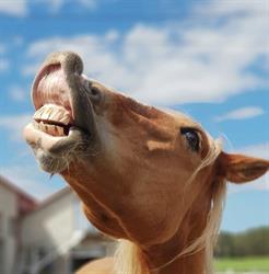 Stajnia Nad Jeziorem, Chwaszczyno godziny otwarcia