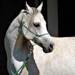 Stajnia Arabians, Sochocin godziny otwarcia