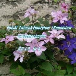 Polski Związek Emerytów i Rencistów Koło Nr 3 Częstochowa, godziny otwarcia