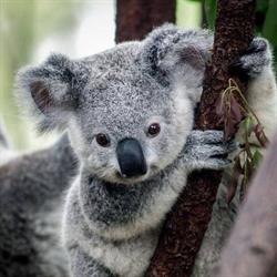 Gabinet Weterynaryjny-Mała Koala Prabuty, godziny otwarcia