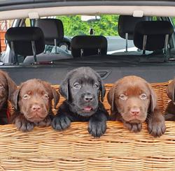 Domowa Hodowla Labrador Retriever "ZABAJONE', Zabłudów godziny otwarcia