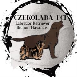 Czekolaba FCI Domowa Hodowla Labrador Retriever, Łódź godziny otwarcia