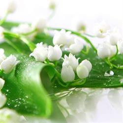 Willa Konwalia Wieleń, godziny otwarcia