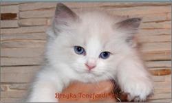 Tonefendi hodowla kotów Ragdoll Agnieszka Zbierska, Piła godziny otwarcia