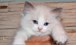 Tonefendi hodowla kotów Ragdoll Agnieszka Zbierska, Piła godziny otwarcia