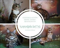 Hodowla kotów Maine Coon, Kraków godziny otwarcia