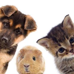 Sklep Zoologiczny Hau-Miau Jolanta Gulak, Police godziny otwarcia