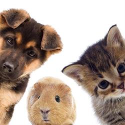 Sklep Zoologiczny Hau-Miau Jolanta Gulak, Police godziny otwarcia