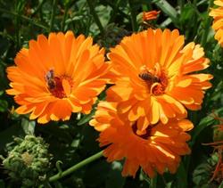 Sun Garden, Olecko godziny otwarcia