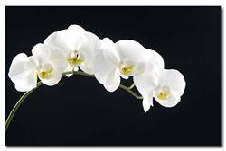 Kwiaciarnia Orchidea, Wschowa godziny otwarcia