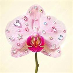 Kwiaciarnia Orchidea, Wschowa godziny otwarcia