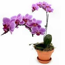 Kwiaciarnia Orchidea Marta Rój, Wronki godziny otwarcia