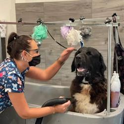 Psistanek Piękna Psi Fryzjer Pszów Salon Dla Psów Groomer, godziny otwarcia