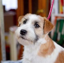 Gwiazda Podhala. Hodowla Jack RussellTerrier. Wołąs B., Grabów nad Pilicą godziny otwarcia