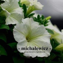 Gospodarstwo Ogrodnicze Michalewicz, Suszec godziny otwarcia