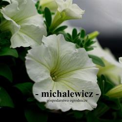 Gospodarstwo Ogrodnicze Michalewicz, Suszec godziny otwarcia