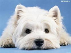 Sklep Zoologiczny Joy, Poznań godziny otwarcia