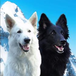 Misty Dog FCI - Biały Owczarek Szwajcarski i Owczarek Belgijski Groenendael, Sosnowiec godziny otwarcia
