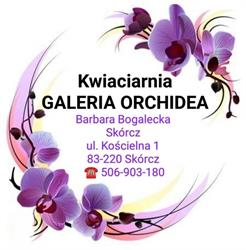 Galeria Orchidea, Skórcz godziny otwarcia