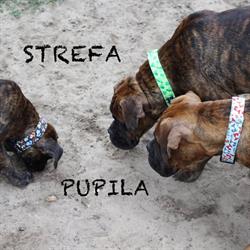 Sklep Zoologiczny - Strefa Pupila, Stąporków godziny otwarcia