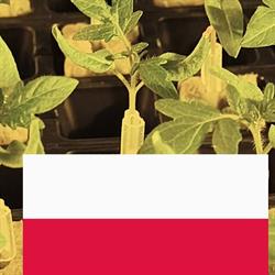 Gospodarstwo Ogrodnicze Paweł Serej, Popławy godziny otwarcia