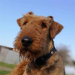 CENTRUM WETERYNARYJNE DOGTOR, Opole godziny otwarcia