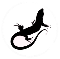 Anolis Kameleon wśród torebek, Zielona Góra godziny otwarcia