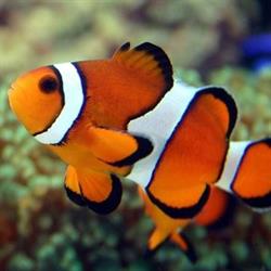 Nemo, Mława godziny otwarcia