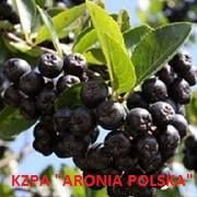 Krajowe Zrzeszenie Plantatorów Aronii Aronia Polska, Skierniewice godziny otwarcia