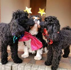 Hotel dla psów Reksio, Kazimierz godziny otwarcia