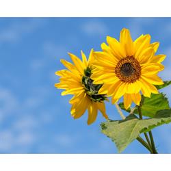 Trumny dziecięce - Trumny Przyjazne Środowisku LifeArt, Pabianice godziny otwarcia