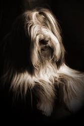 Bearded Collie Smartness, Pierzyska godziny otwarcia