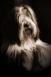 Bearded Collie Smartness, Pierzyska godziny otwarcia