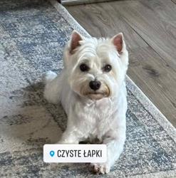 Czyste Łapki, Białystok godziny otwarcia