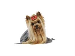 Sklep Zoologiczny ''ZOO Ramona'' Ramona Zabrzecka, Głogówek godziny otwarcia