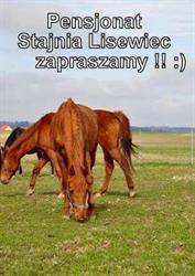 Stajnia Lisewiec, godziny otwarcia