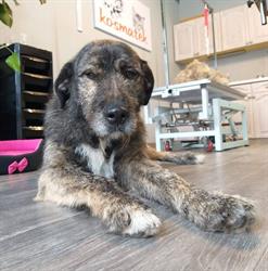 Kosmatek Salon Pielęgnacji Psów i Kotów, Zawiercie godziny otwarcia