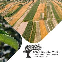 Szkółka Drzewek i Krzewów Owocowych Piotr Krzystyniak, Zasów godziny otwarcia