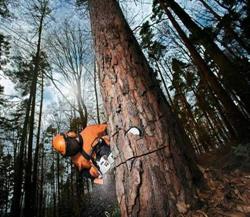 Meritum Forest, Myszków godziny otwarcia