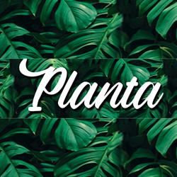 Planta Cafe & Bar, Legnica godziny otwarcia