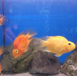 minizoobis, Warszawa godziny otwarcia