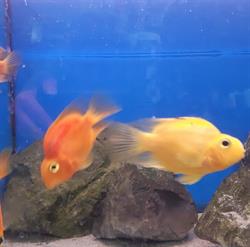 minizoobis, Warszawa godziny otwarcia