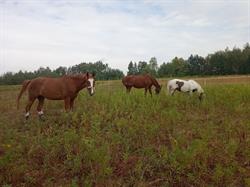 Stajnia Bąkówka, godziny otwarcia