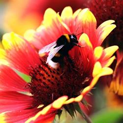 Ogrody Flora Leszno, godziny otwarcia