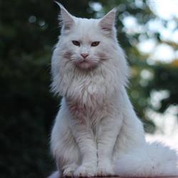 Orzeszkowy Sen Hodowla Kotów Rasy Maine Coon, Jastrzębie-Zdrój godziny otwarcia