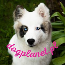 DogPlanet, Nowy Targ godziny otwarcia