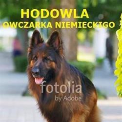 Hodowla owczarka niemieckiego BORO, Boronice godziny otwarcia
