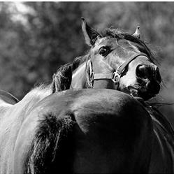Stadnina koni Caballo, Przeworsk godziny otwarcia